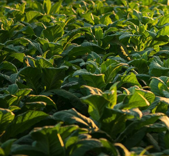 tobacco-leaf-trades img